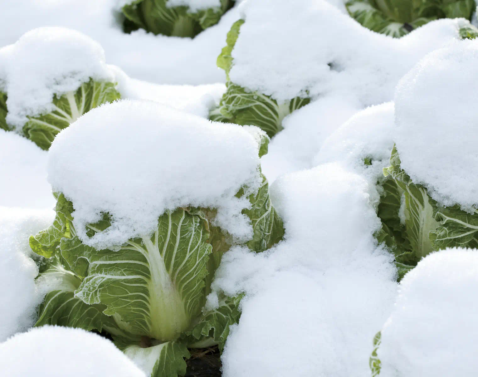 雪に埋もれた沢山のキャベツの写真